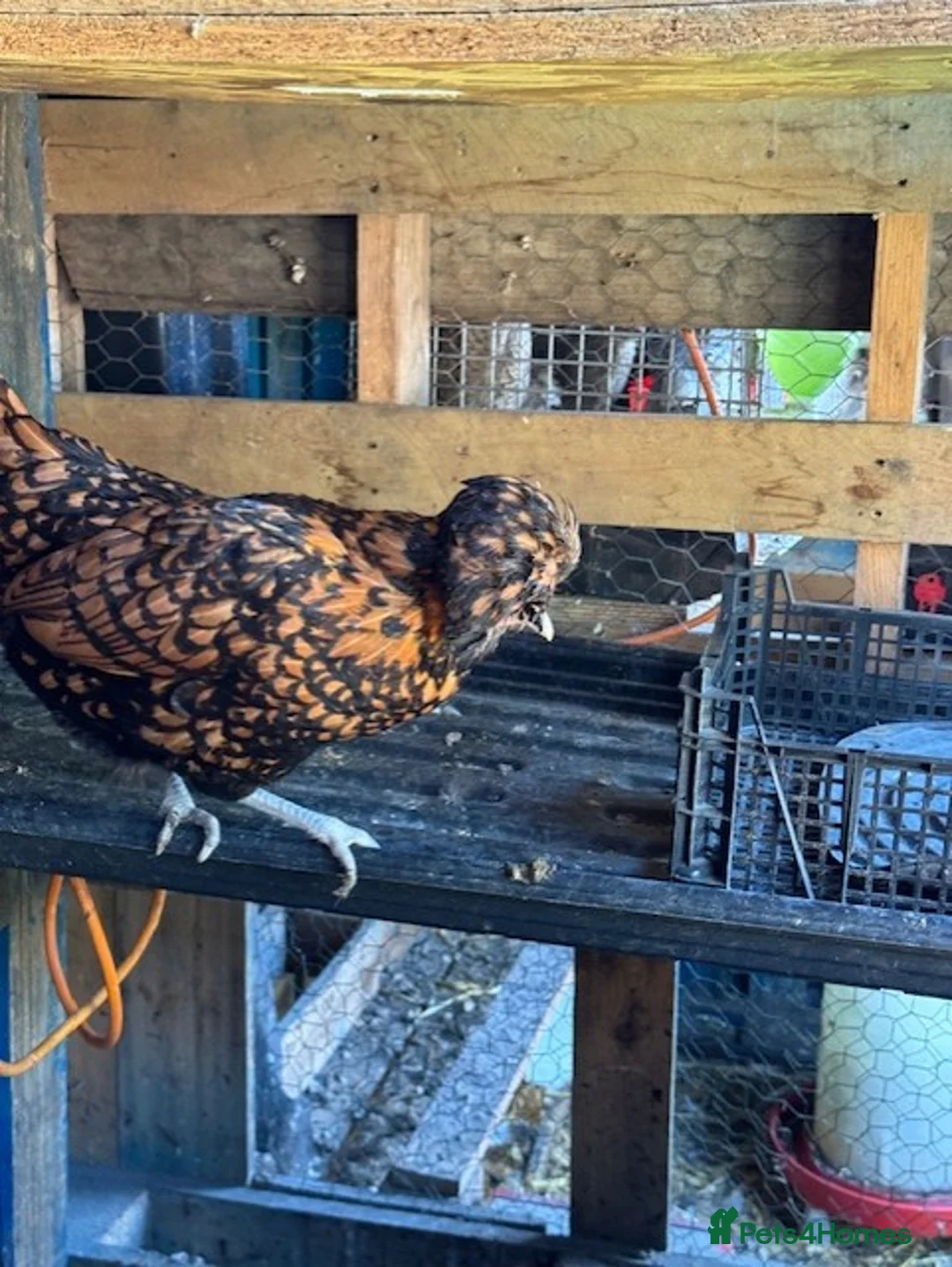 Chickens poultry for sale: Roosters for sale (and some hens) - Advert 5