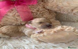 Poochon dogs for sale: Beautiful Poochon Puppies 🐾 - Image 9
