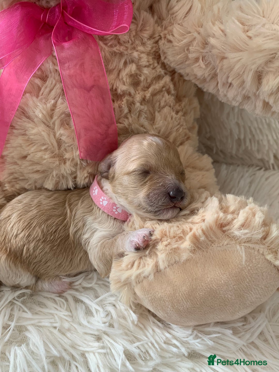 Poochon dogs for sale: Beautiful Poochon Puppies 🐾 - Image 9
