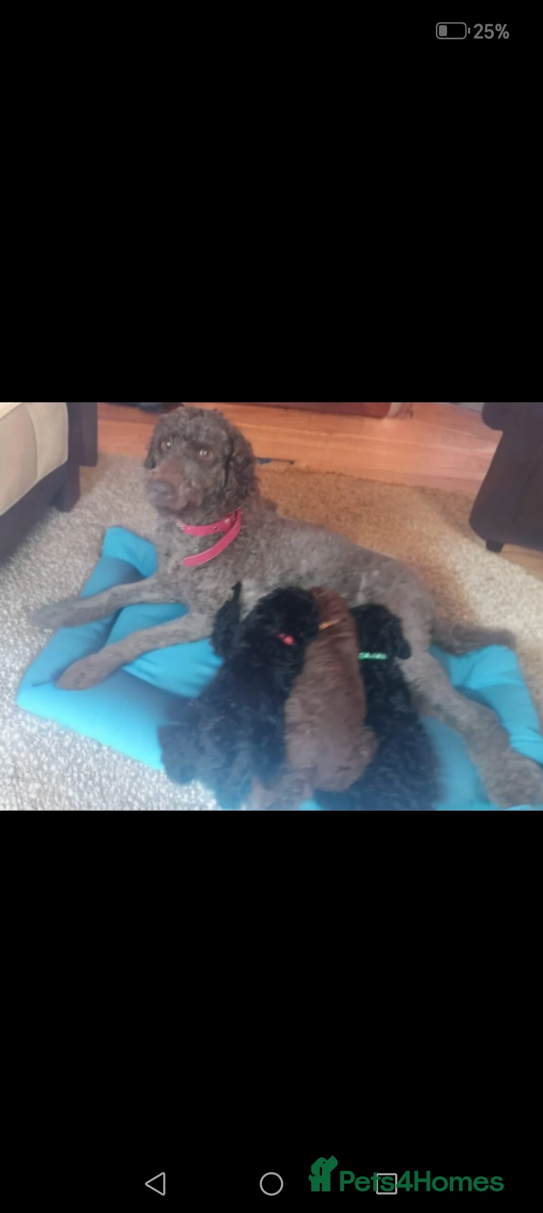 Goldendoodle dogs for sale: 4 Beautiful Goldendoodle pups, 4 months old - Advert 7