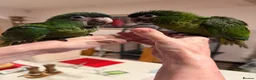 Macaws birds for sale: Hand reared silly tame hahns macaw  - Advert 7