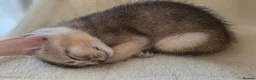 Abyssinian cats for sale: 💥Last TICA Registered Kitten Available💥! ❤️ - Advert 13