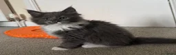 Mixed Breed cats for sale: Ragcoon Kitten - Advert 5