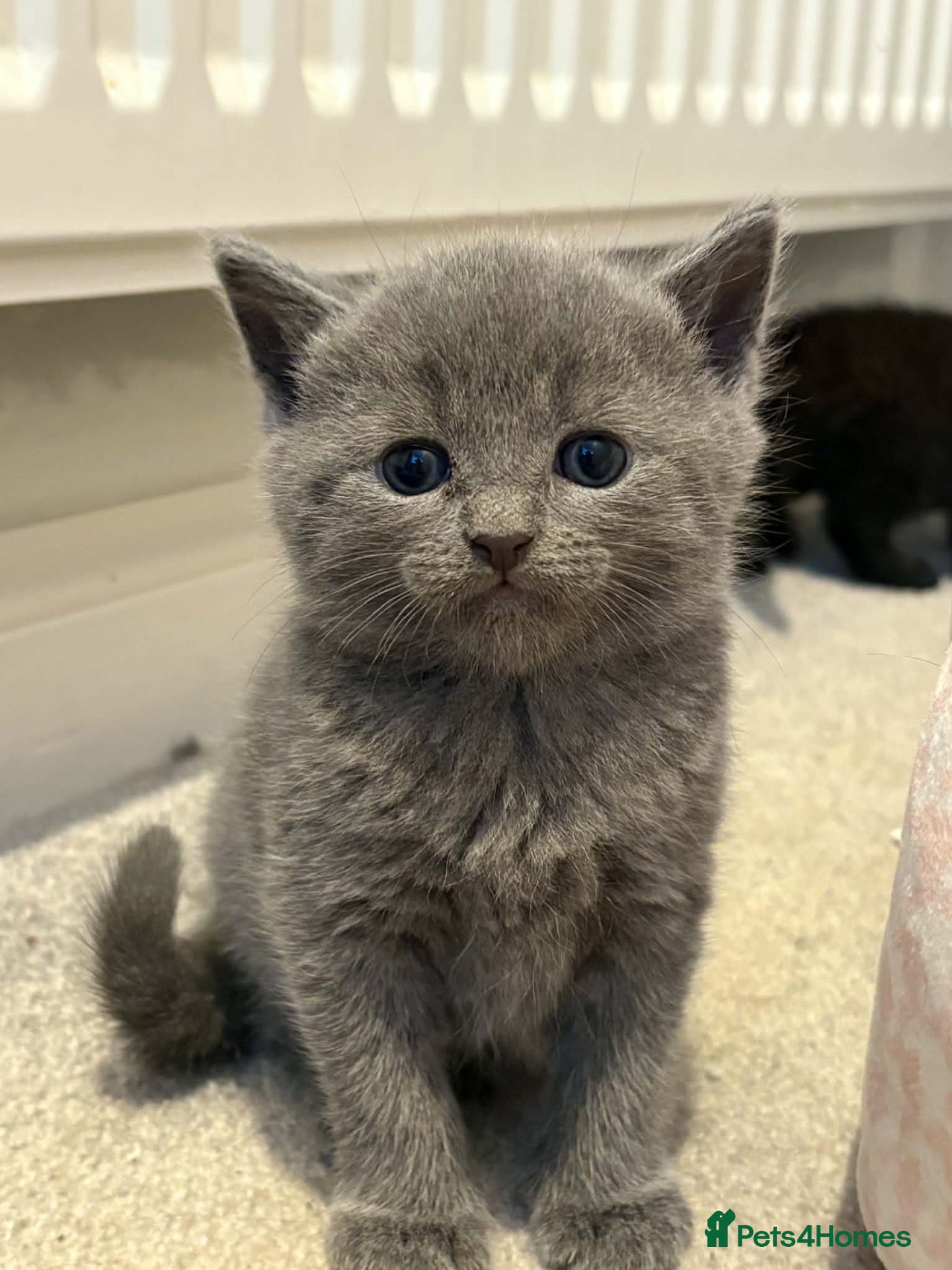 Mixed Breed cats British Short Hair mix - Advert 5