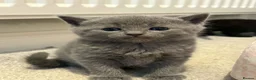 Mixed Breed cats for sale: British Short Hair mix in Hamilton - Advert 1