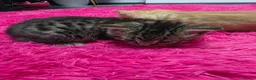 Mixed Breed cats for sale: Beautifull kittens ready to go  - Advert 4
