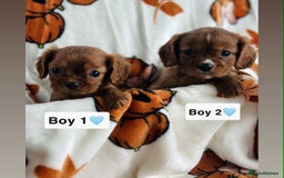 Cavalier King Charles Spaniel dogs for sale: Stunning DNA Clear KC Registered cavaliers - Image 1