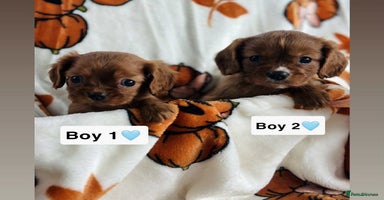 Cavalier King Charles Spaniel dogs - Advert 14