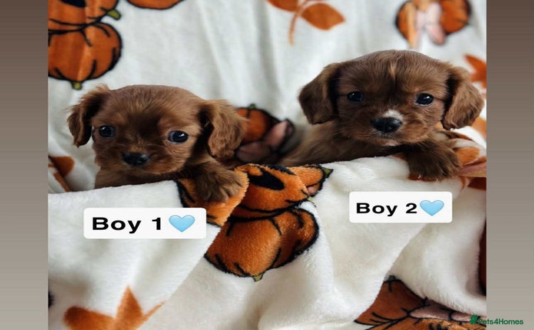 Cavalier King Charles Spaniel dogs - Advert 10