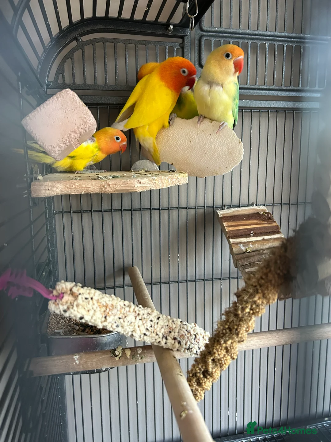 Lovebirds birds for sale: Love birds 7 weeks old  - Advert 3