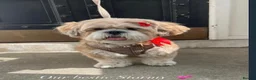 Lhasa Apso dogs for sale: Stormy  in London - Advert 9