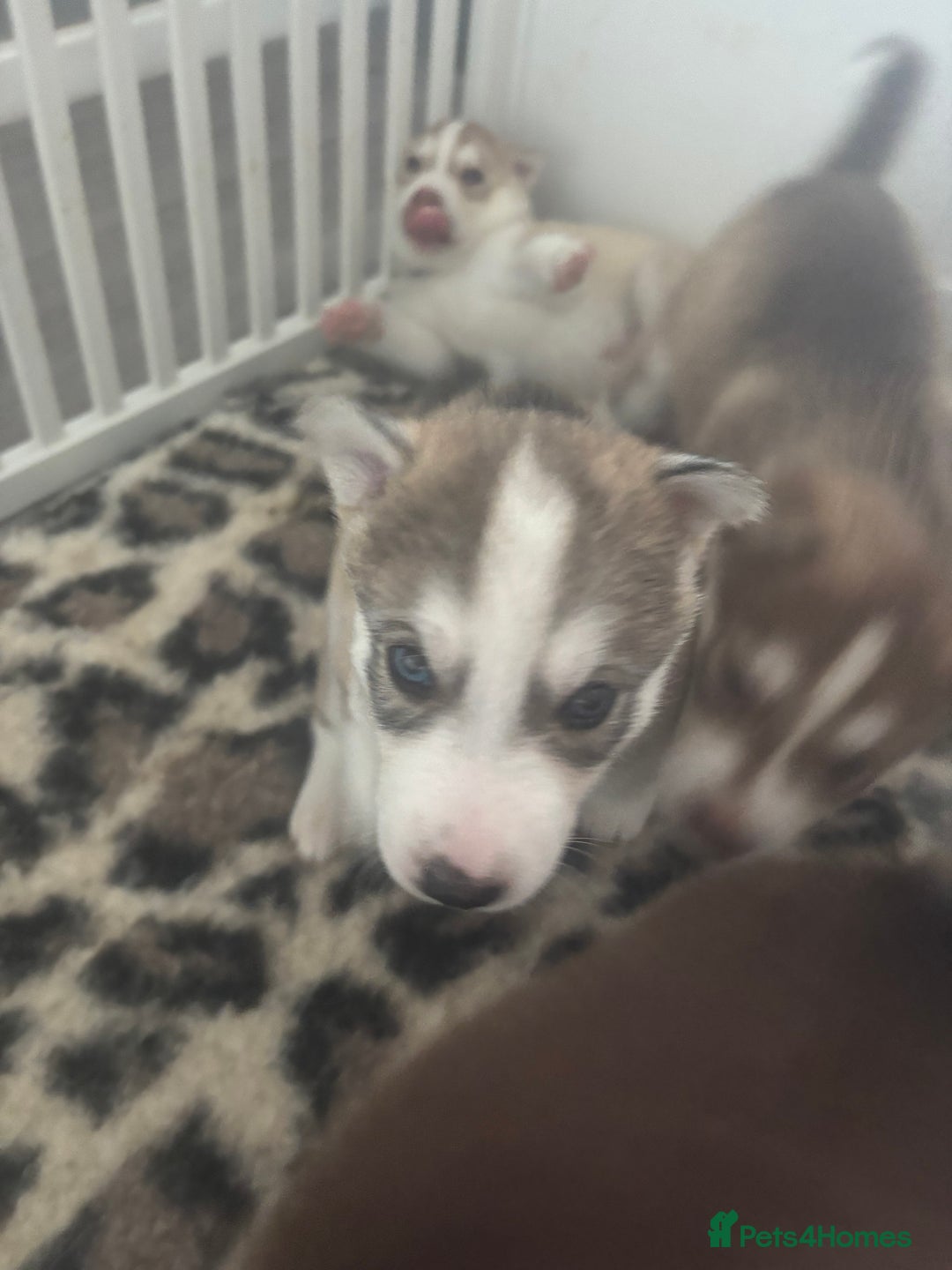 Siberian Husky dogs for sale: Siberian huskies  for sale  - Image 38