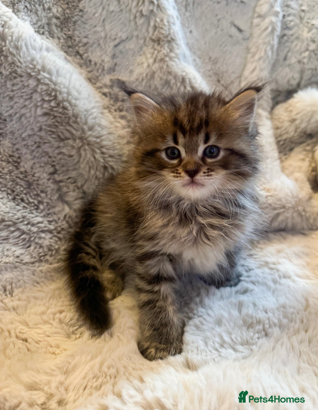 Maine Coon cats for sale: Maine Coon x Ragdoll Mix Kittens  Ready 27 Aug! 🐾 - Image 8