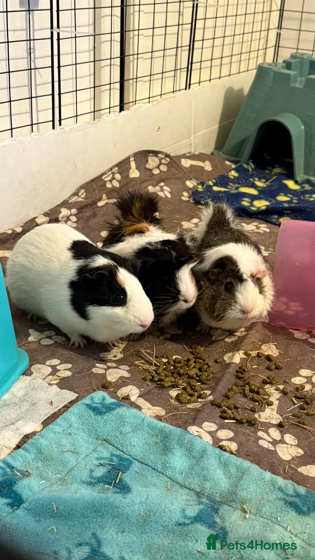 Guinea Pig rodents for sale: 3x Female Guinea Pigs  in Heanor - Advert 1