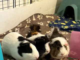 Guinea Pig rodents 3x Female Guinea Pigs in Heanor - Advert 17