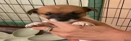 Jack Russell dogs for sale: Traditional Tiny Jack Russell, - Advert 5