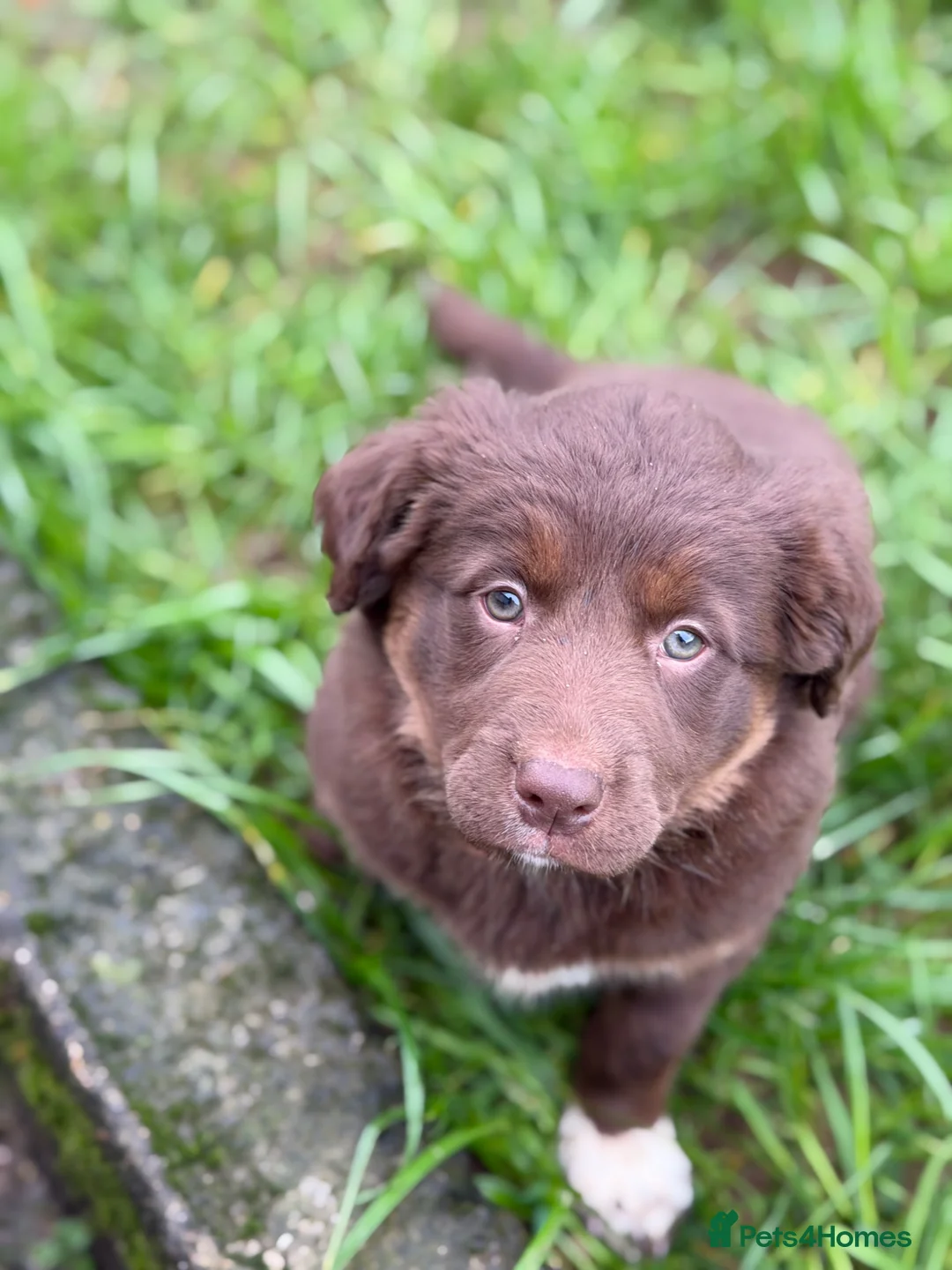 Borador dogs for sale: Labrador x Collie Puppy - Advert 2