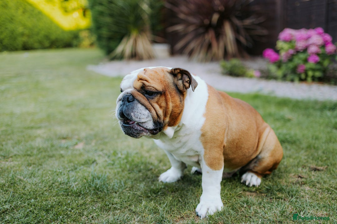 English Bulldog dogs for sale: Stunning litter of  English bulldog puppies - Image 32