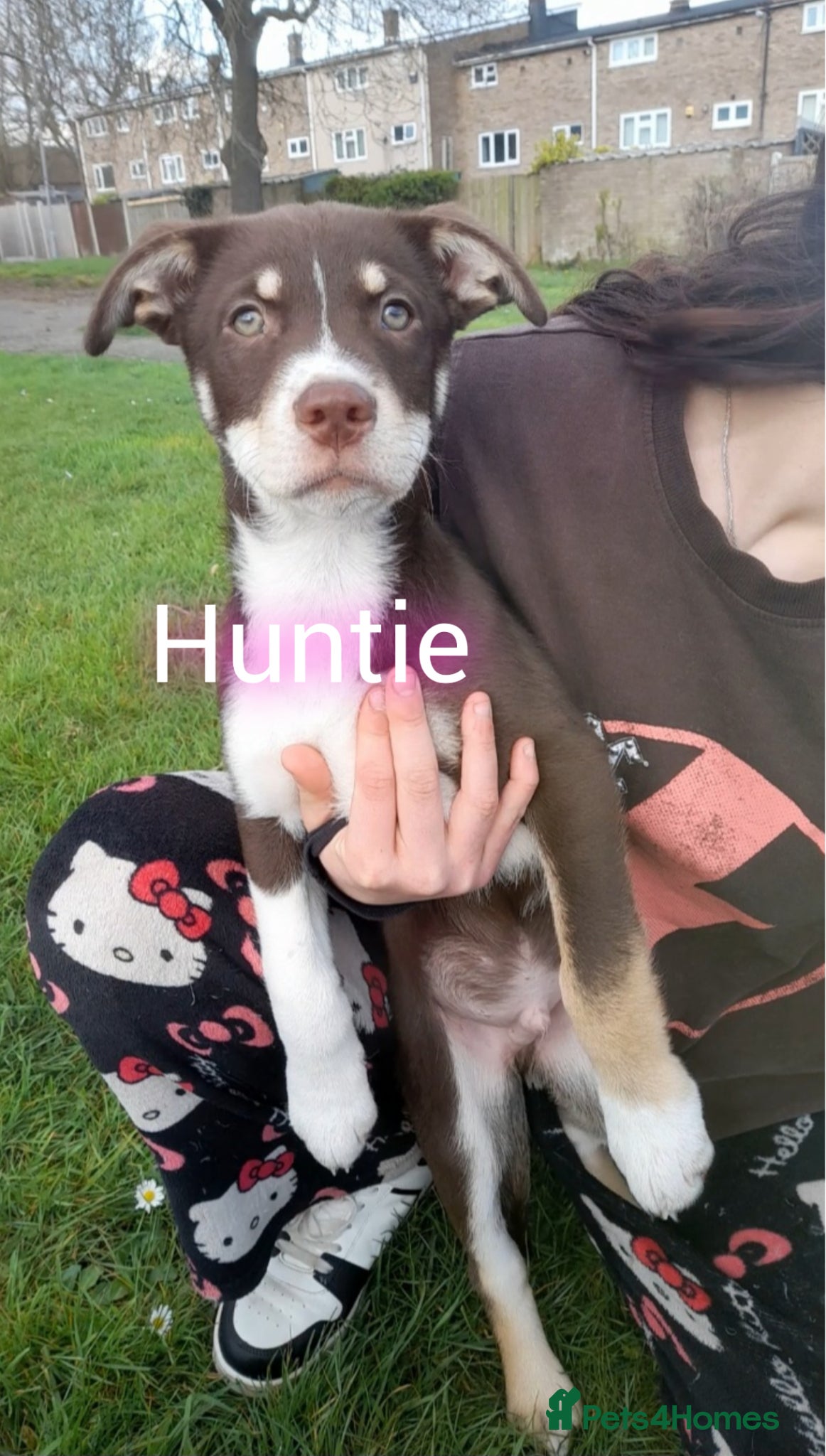 Mixed Breed dogs Babies Ready Now  - Advert 1