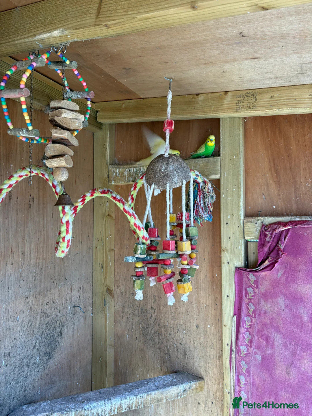 Quail poultry for sale: Californian quails and a pair of budgies for sale  - Advert 11