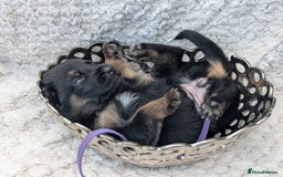 German Shepherd dogs for sale: Beautiful German Shepherd Puppies - Image 5