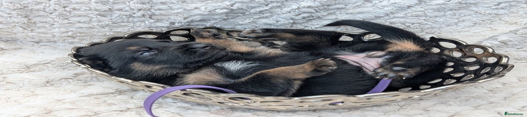 German Shepherd Purple