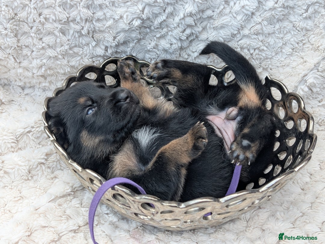 German Shepherd dogs for sale: Beautiful German Shepherd Puppies - Image 5