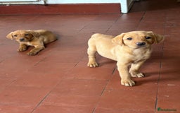 Labrador Retriever dogs for sale: KC FOX RED LABRADORS  - Image 13