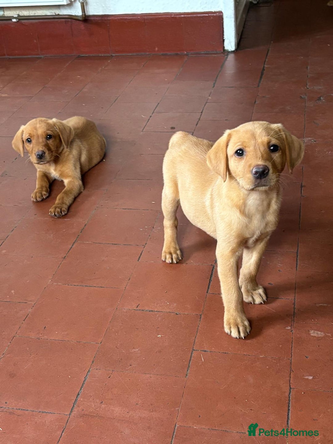 Labrador Retriever dogs for sale: KC FOX RED LABRADORS  - Image 13