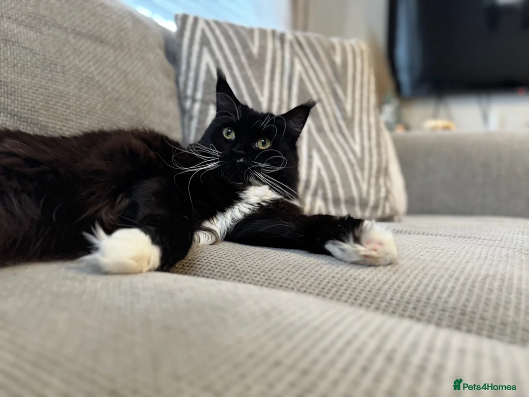 Maine Coon cats for sale: 2 year old 3/4 Maine coon - Advert 2