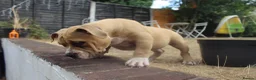 American Bully dogs for sale: American Pocket Bully’s  - Advert 30