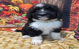 Bernedoodle dogs for sale: Bernedoodles  - Image 2