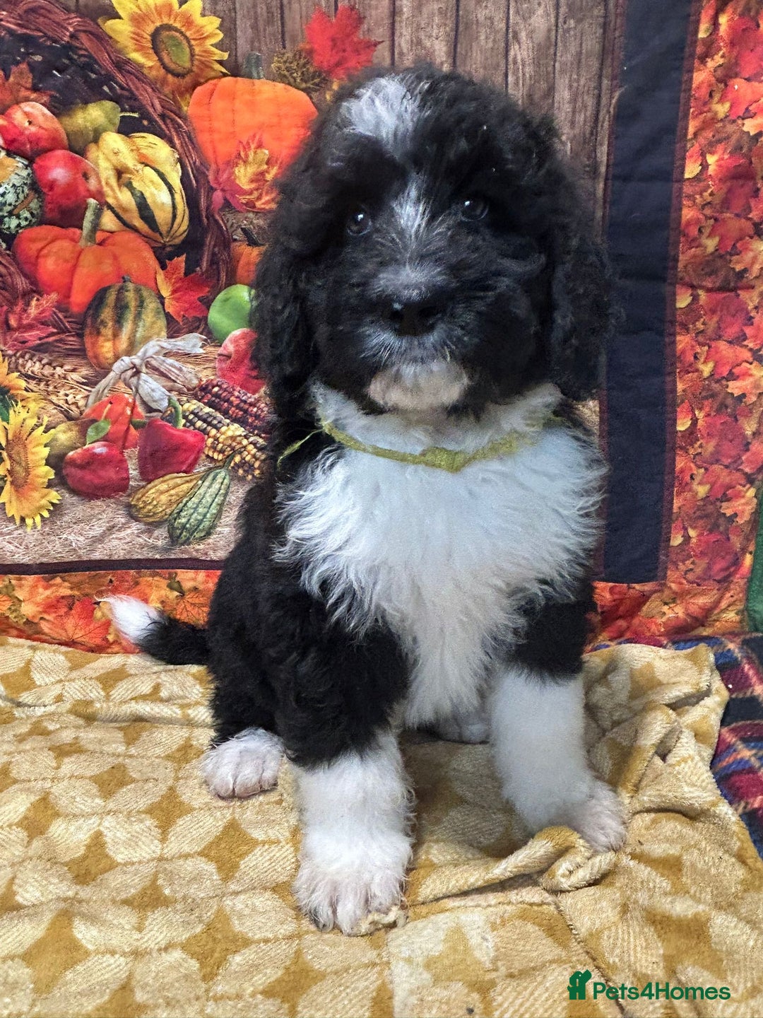 Bernedoodle dogs for sale: Bernedoodles  - Image 2