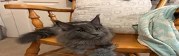 Maine Coon cats for sale: Maine Coon Kittens – 4 Available !!! - Advert 7