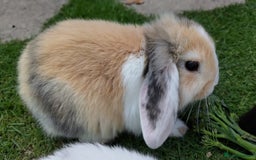 Mini Lop rabbits for sale: Gorgeous Mini Lop X French Bunnies Ready to Go! - Image 33
