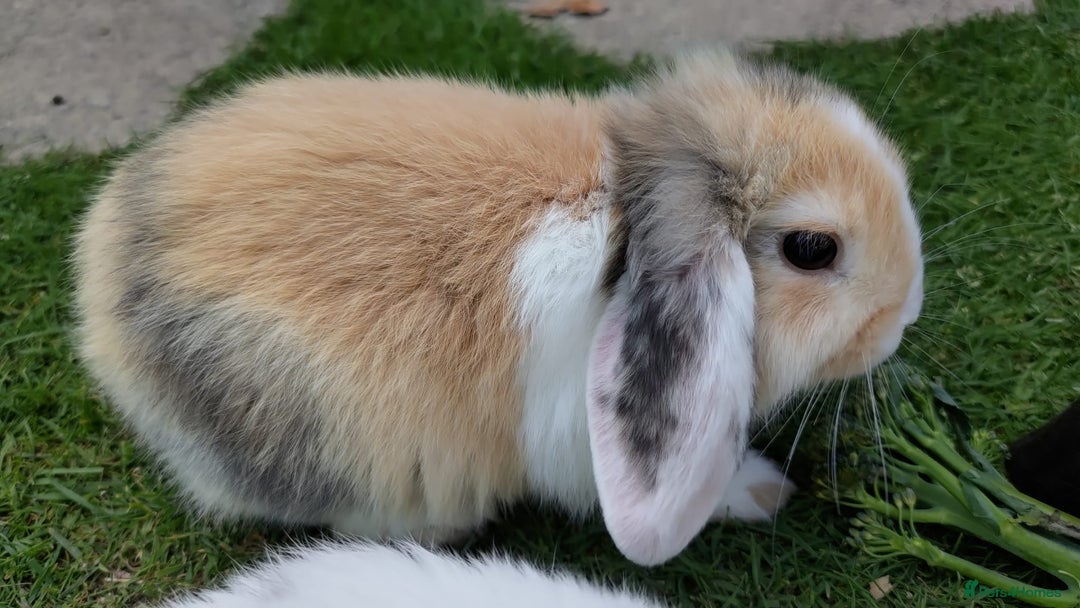 Mini Lop rabbits for sale: Gorgeous Mini Lop X French Bunnies Ready to Go! - Image 33
