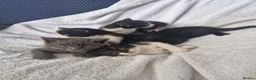 Mixed Breed cats for sale: 5 kittens ready for new home  - Advert 5