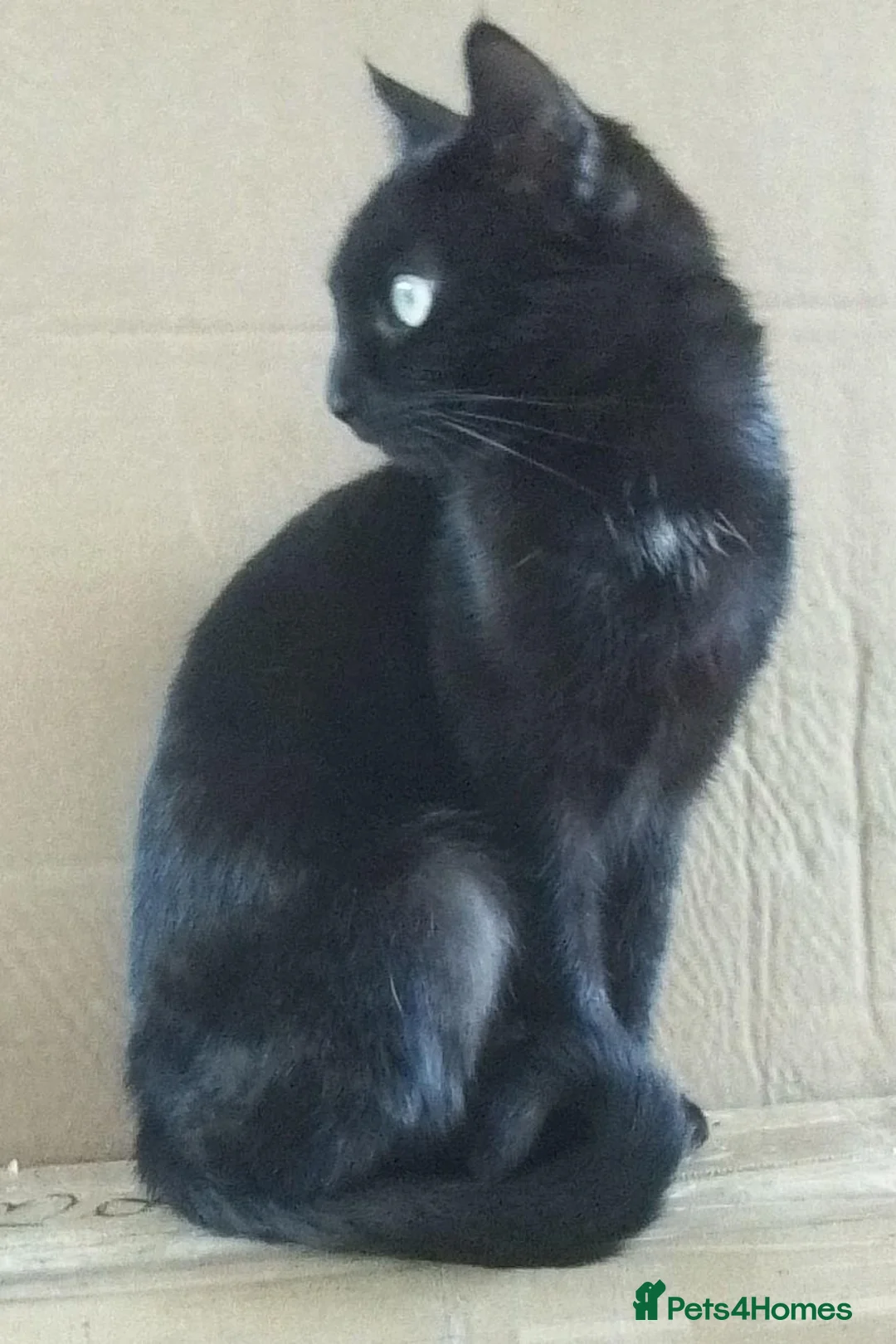 Domestic Shorthair cats for sale: Black female cat in Bacup - Advert 2