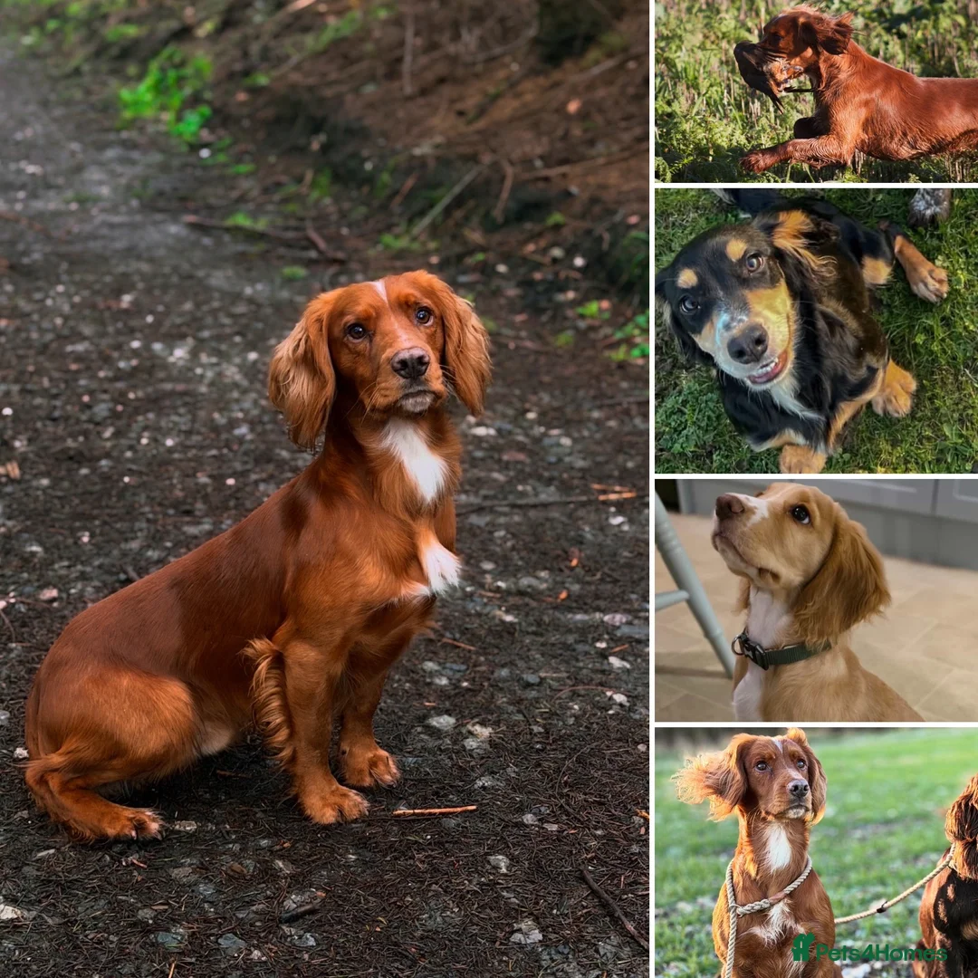 Cocker Spaniel dogs for stud: Extensively health tested. Carries tan. KC reg.  - Advert 1