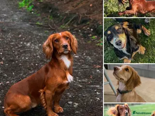 Cocker Spaniel dogs Extensively health tested. Carries tan. KC reg. - Advert 8