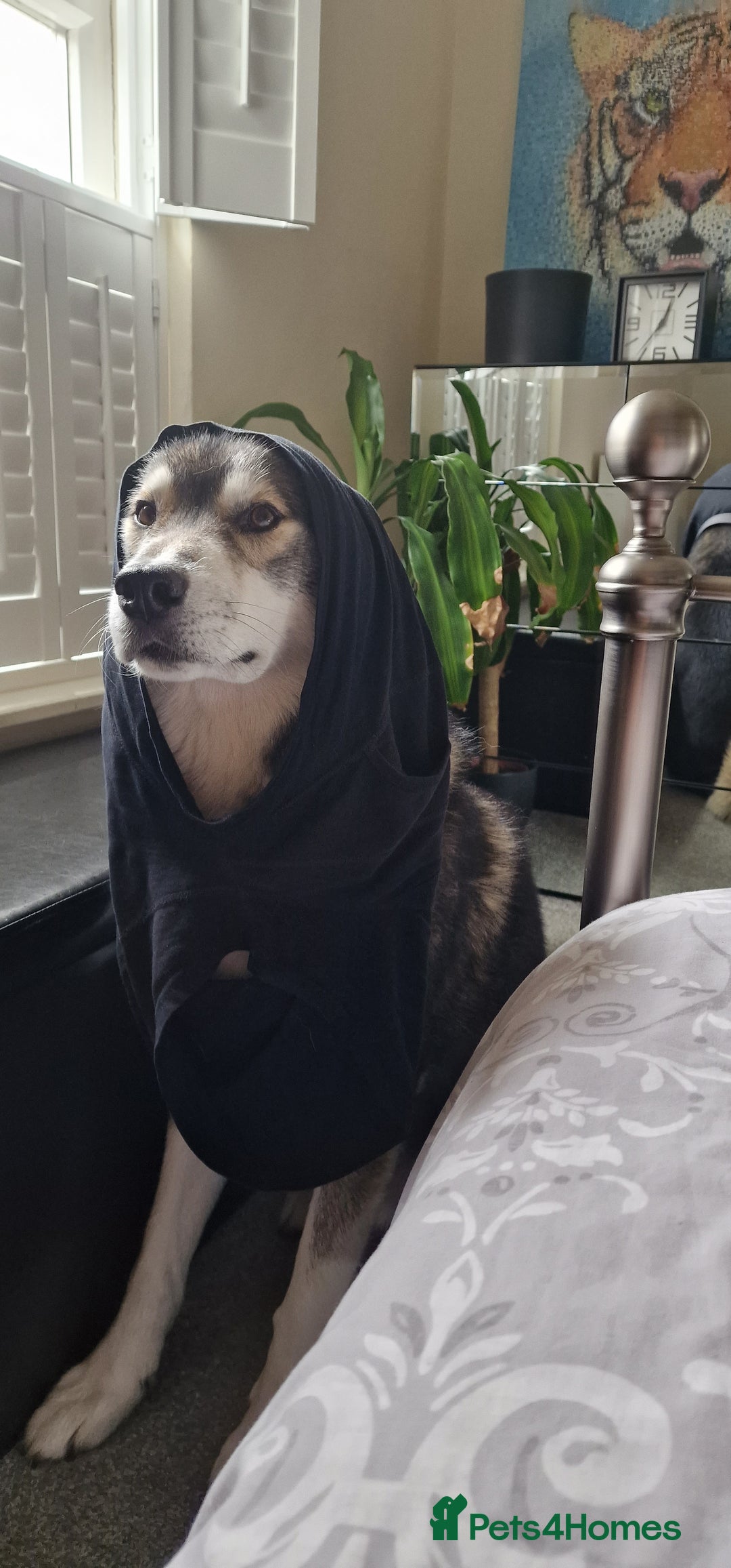 Huskita dogs for stud: Handsome Booboo in Stockport - Image 17