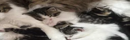 Mixed Breed cats for sale: Beautiful & Bonnie Boys & Mumma - Advert 20