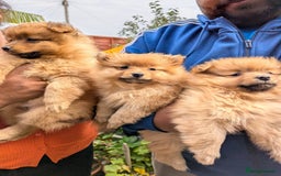 Pomeranian dogs for sale: Cute fluffy Pomeranian Puppies! (Read description) - Image 1