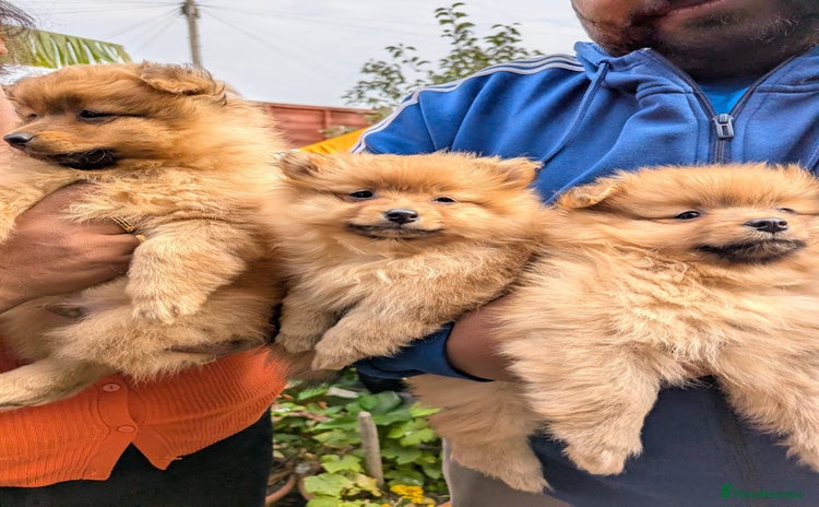 Pomeranian dogs - Advert 4