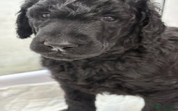 Standard Poodle dogs for sale: Standard poodle puppies - Image 8