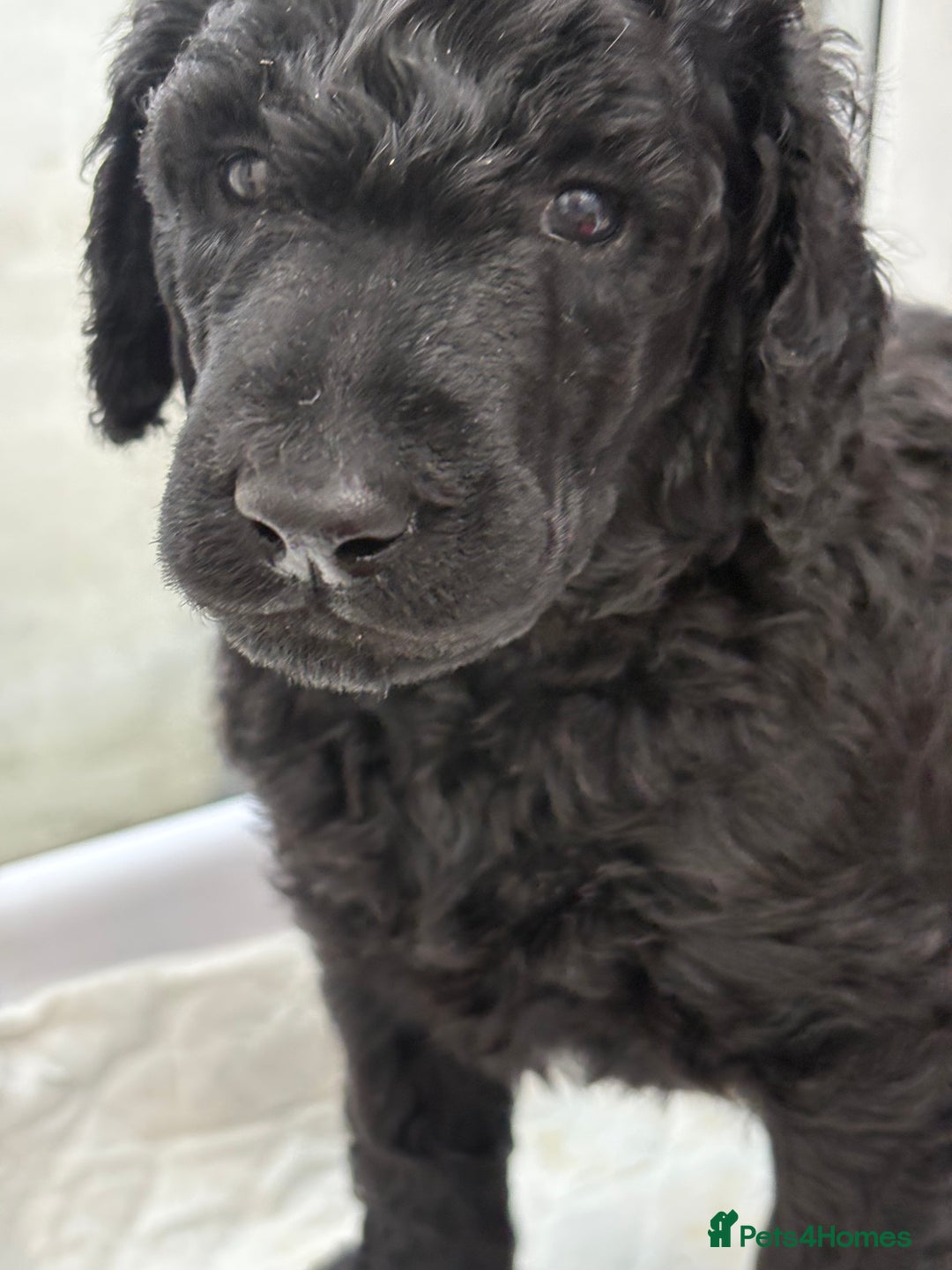 Standard Poodle dogs for sale: Standard poodle puppies - Image 8