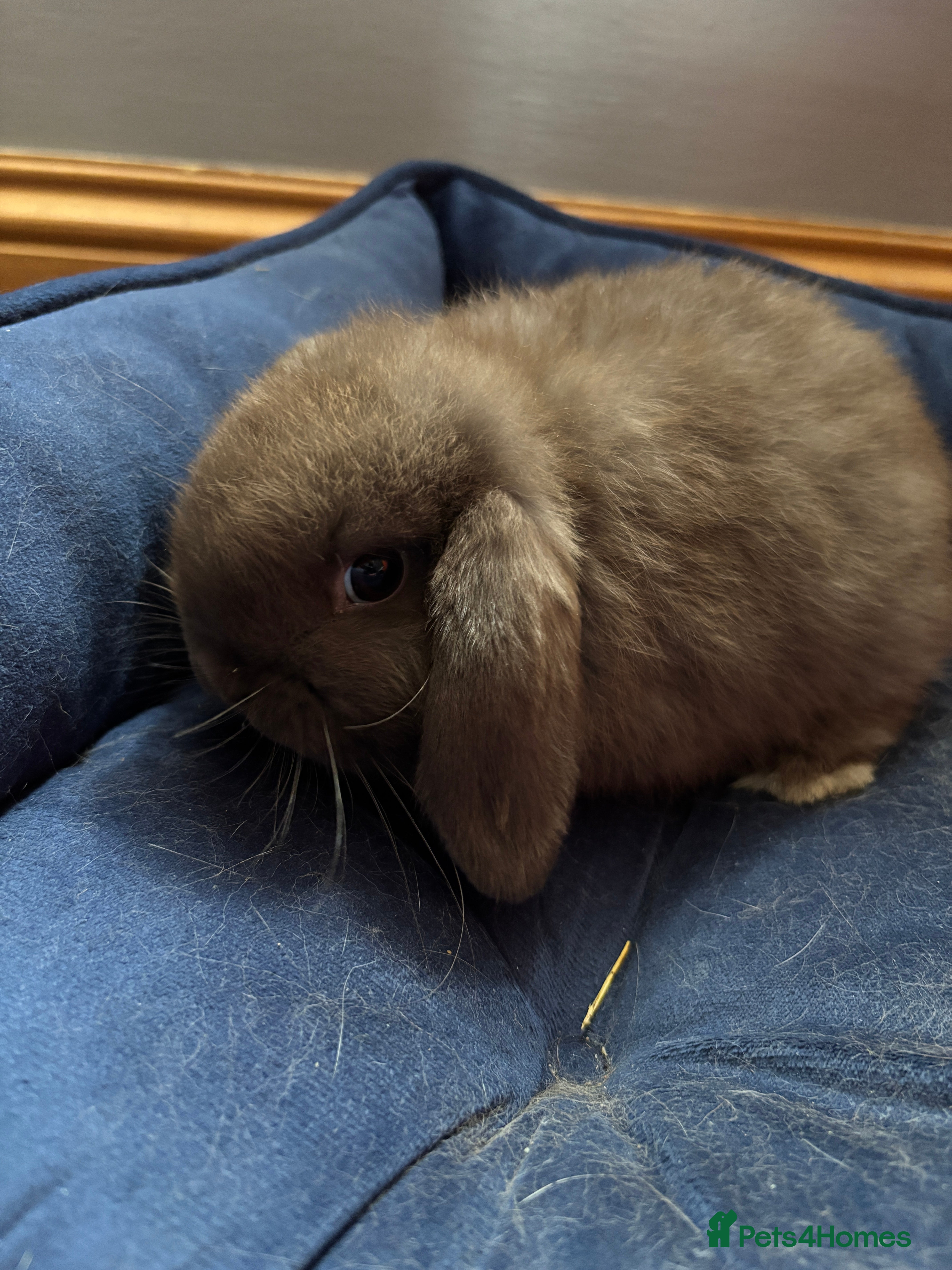 Mini Lop rabbits Adorable Mini Lop Bunnies Ready for Loving Homes - Advert 11