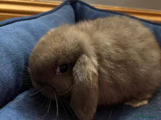 Mini Lop rabbits Adorable Mini Lop Bunnies Ready for Loving Homes - Advert 11