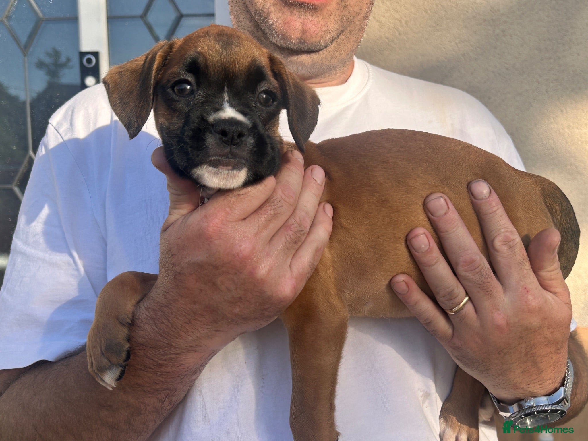 Boxer dogs READY NOW- Stunning boxer puppies - Advert 2