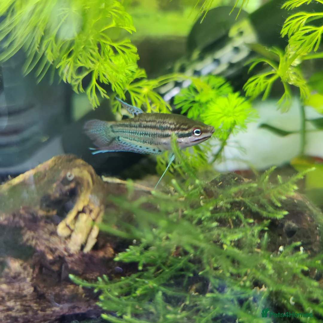 Gouramis fish for sale: Croaking Gourami (Trichopsis vittata).  in Wellingborough - Advert 2